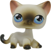 #0005 Shorthair Cat